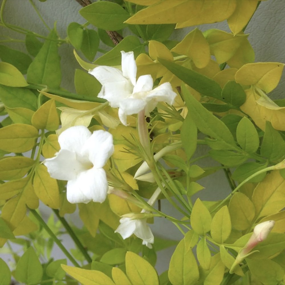 Iasomie Galbena Sunbeam, planta cataratoare parfumata, vesnic verde, flori albe