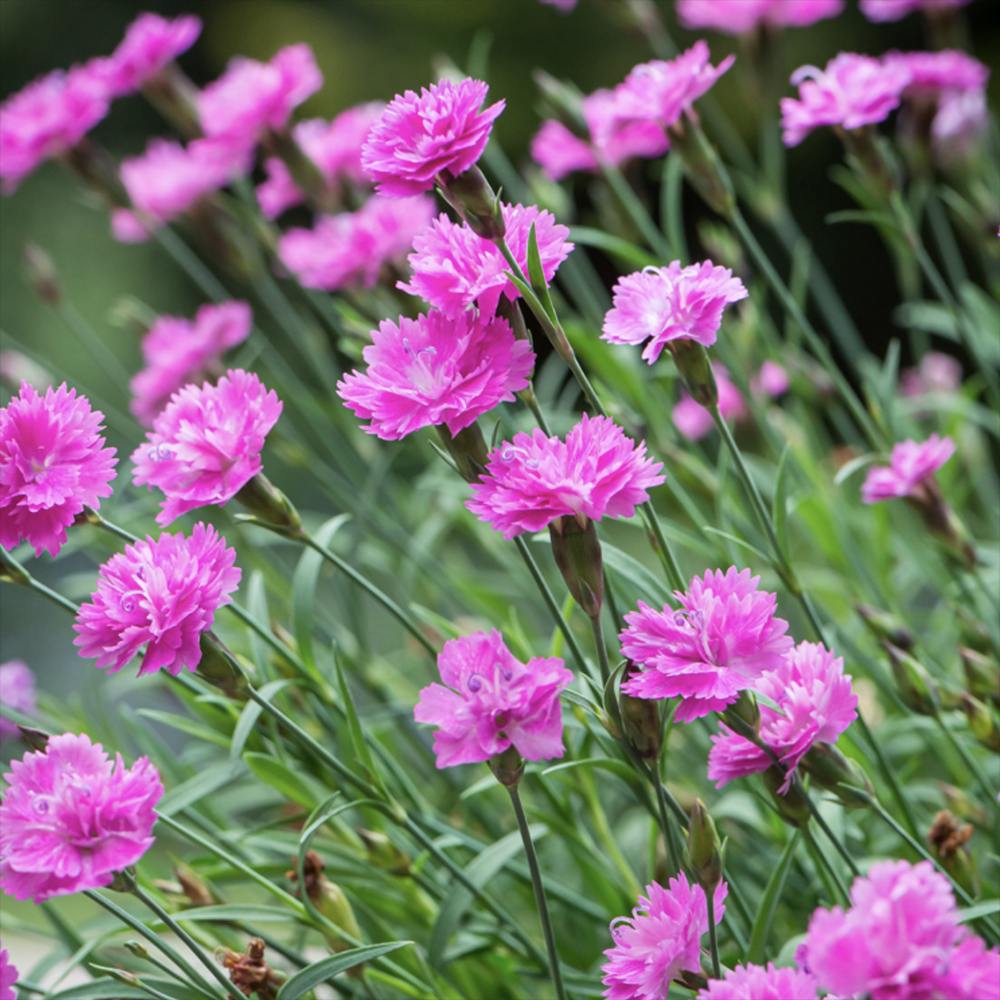 Garofita (Dianthus) Mountain Frost Pink Pompom, planta perena parfumata, flori magenta rezistenta frig