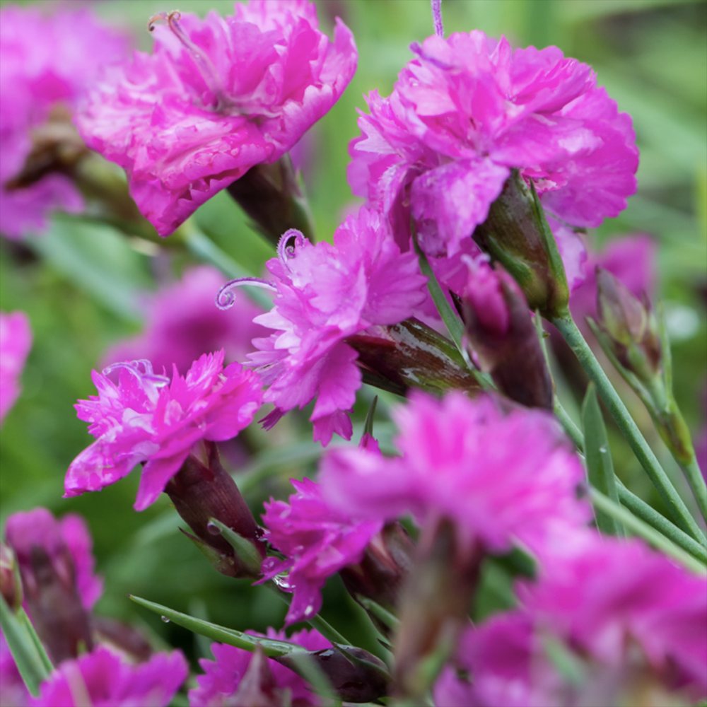 Garofita (Dianthus) Mountain Frost Pink Pompom, planta perena parfumata, flori magenta rezistenta frig