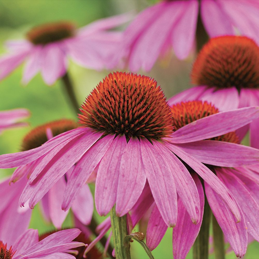 Echinacea cu flori roz, planta perena decorativa, atrage albinele, inflorire indelungata