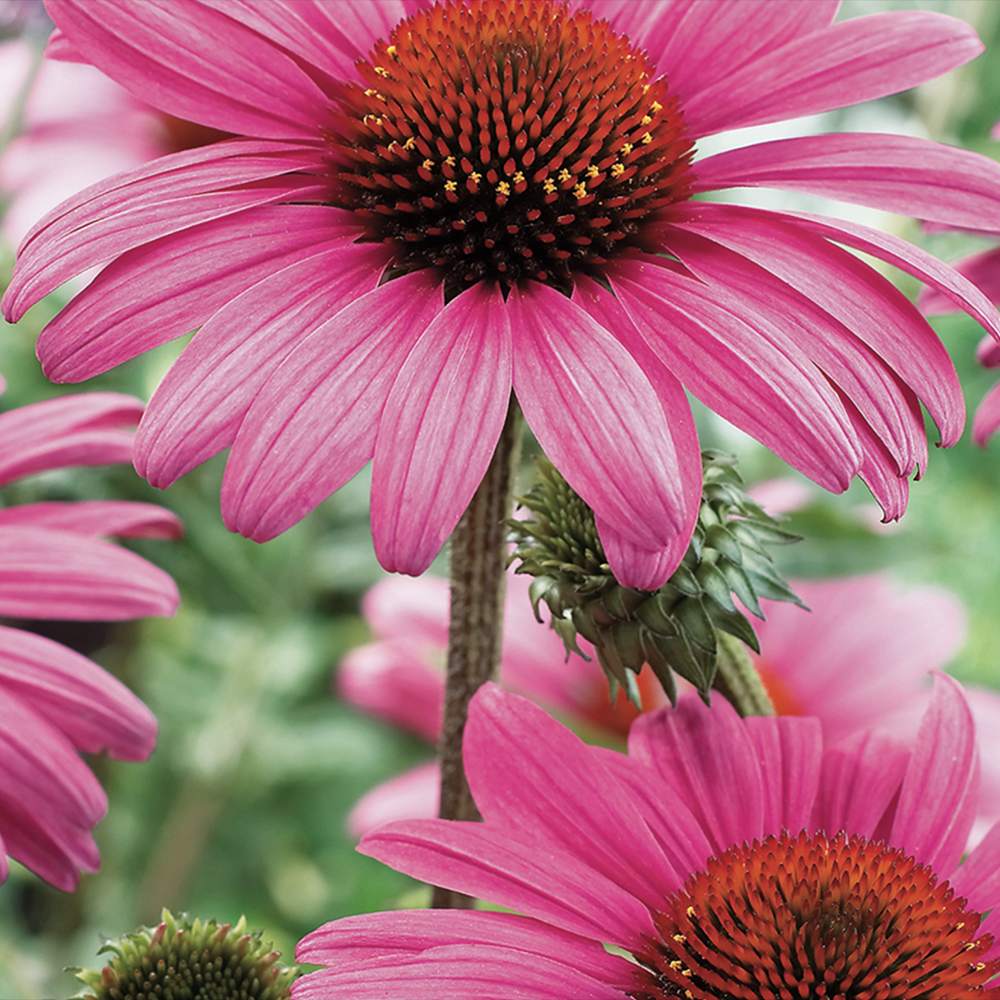 Echinacea cu flori roz, planta perena decorativa, atrage albinele, inflorire indelungata