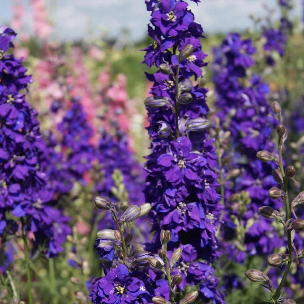 Nemtisor (Delphinium) Magic Fountains Darkblue Darkbee, planta perena cu flori albastre