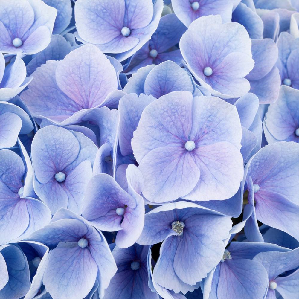 Hortensie de gradina Hi-River, arbust decorativ cu flori albastre, de gradina, rezistenta