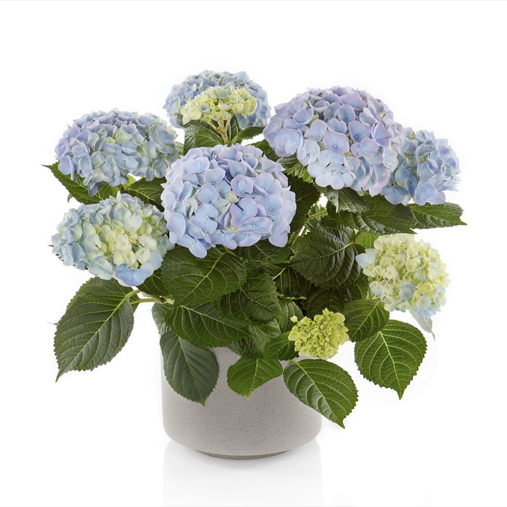 Hortensie de gradina Hi-River, arbust decorativ cu flori albastre, de gradina, rezistenta