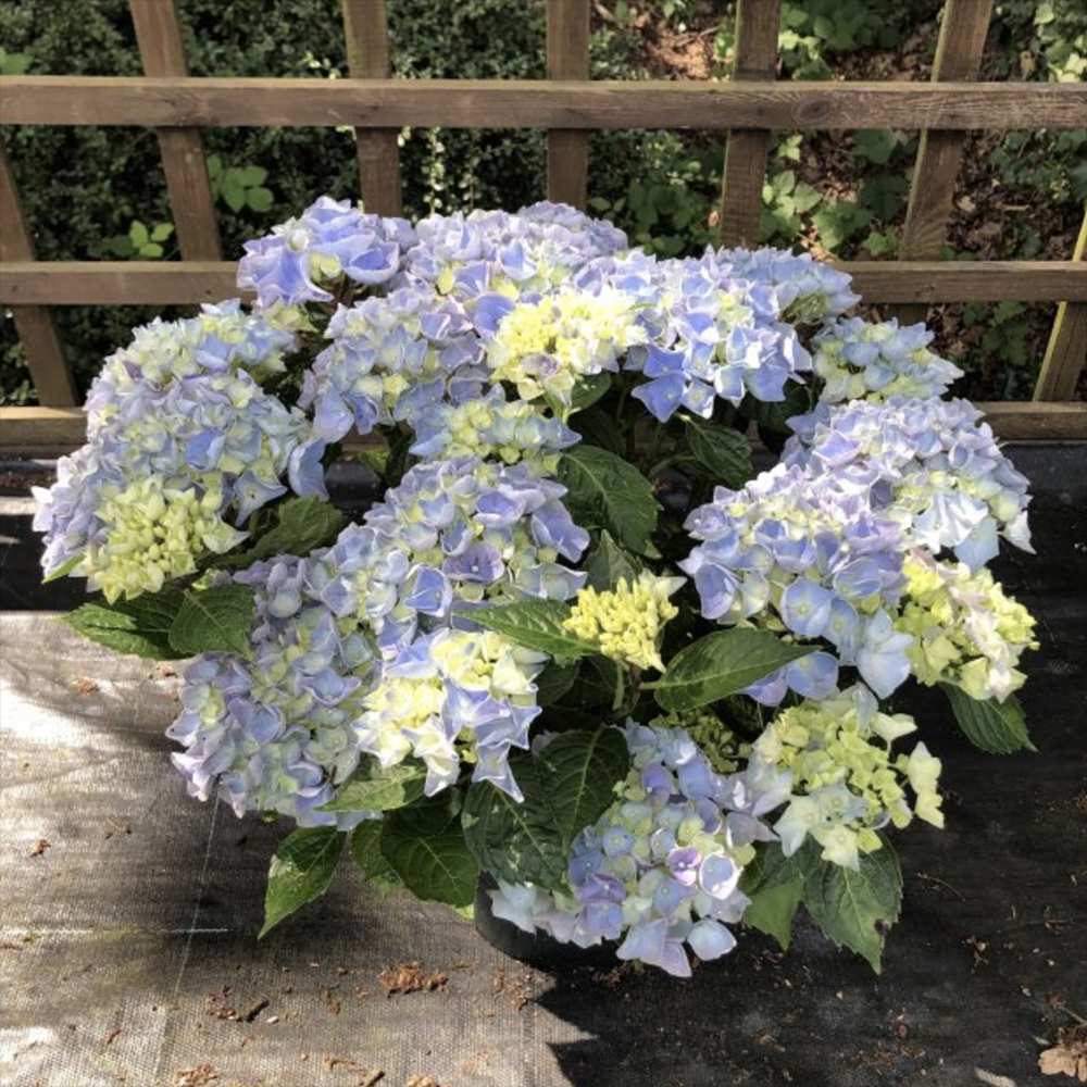 Hortensie de gradina Hi-River, arbust decorativ cu flori albastre, de gradina, rezistenta