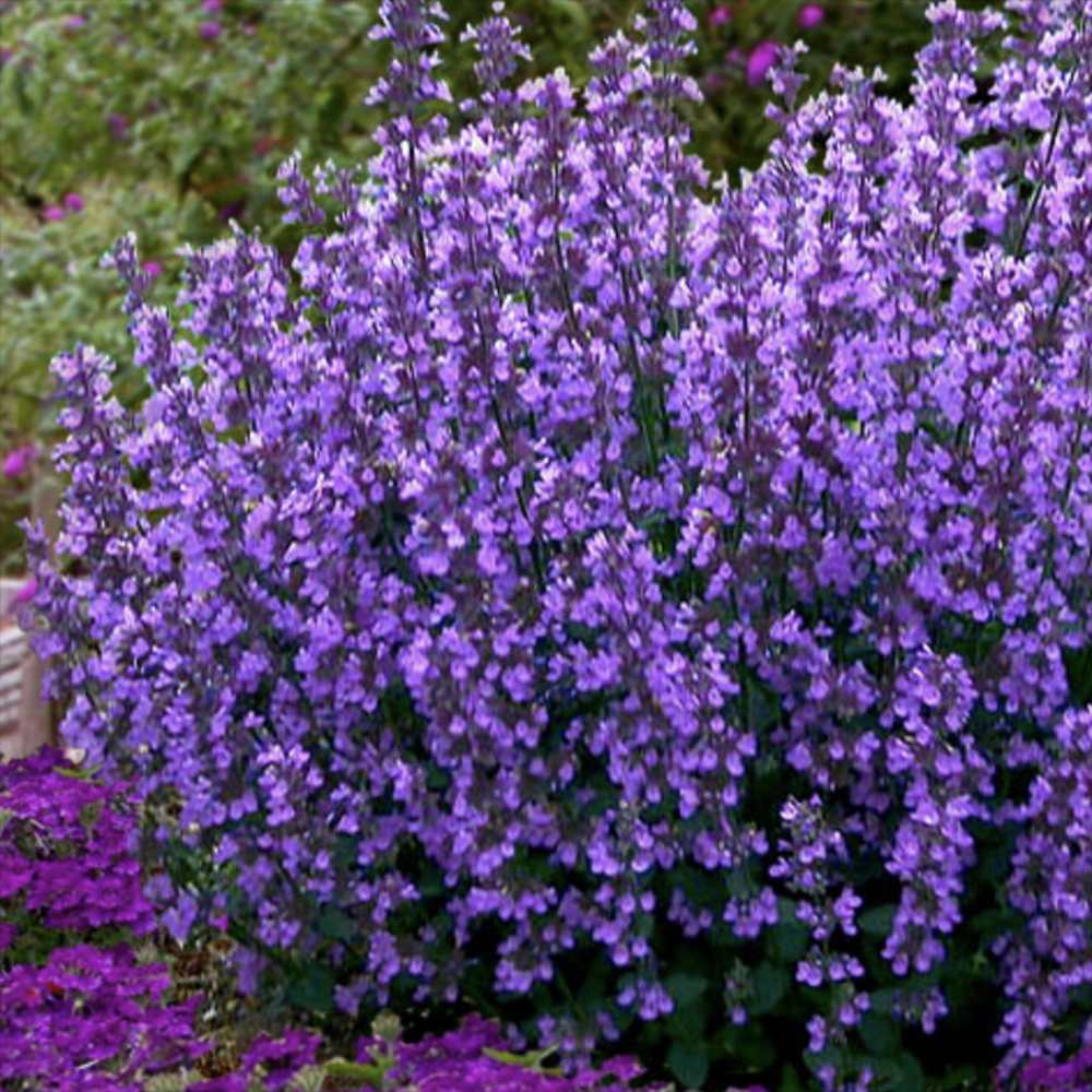 Menta Pisicii (Nepeta Cat's Pajamas), flori albastre-mov parfumate, iubitoare de soare, rezistenta la seceta si frig