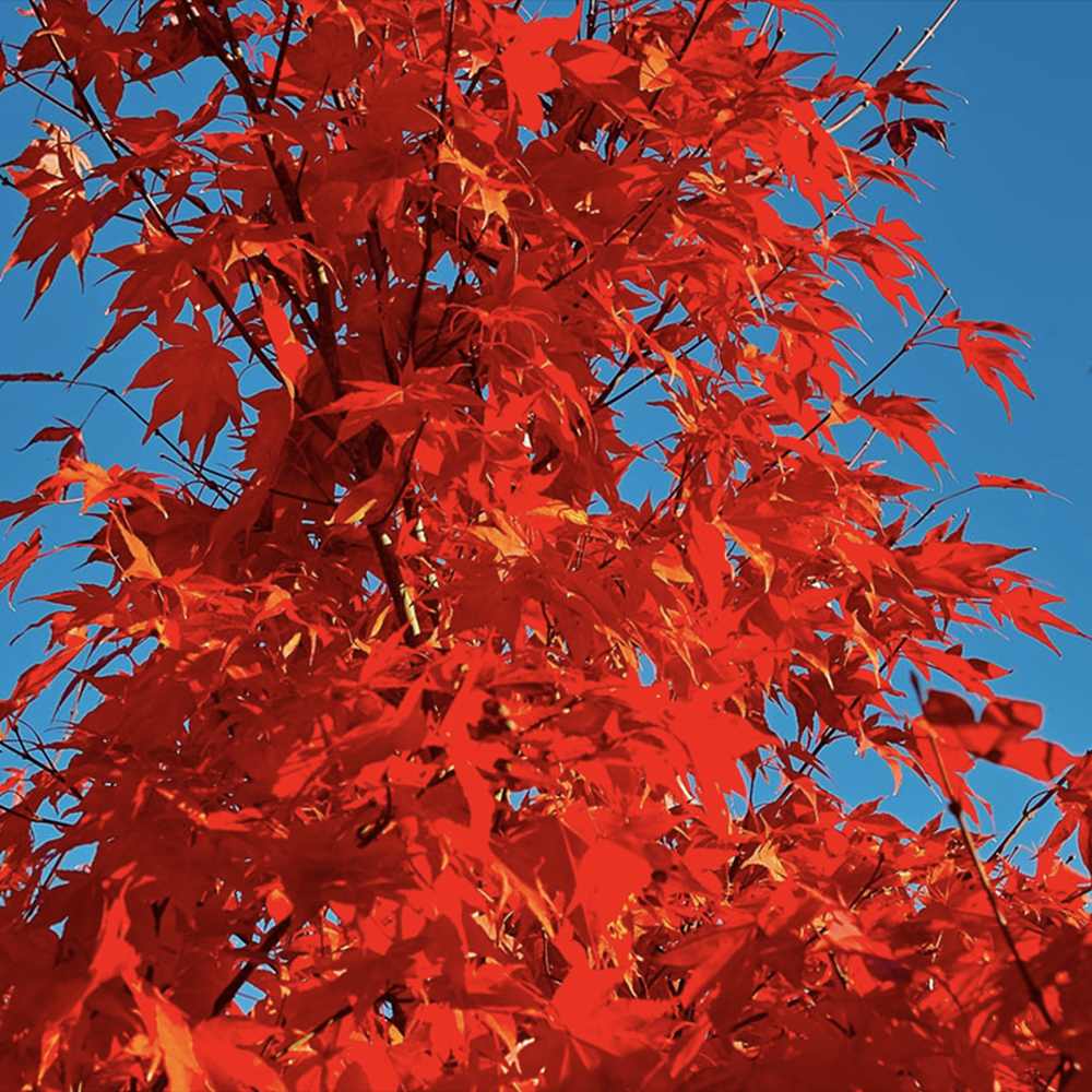 Artar tataresc (Acer tataricum) Ginnala Amur Flame, copac decorativ frunze rosii toamna rezistent la ger