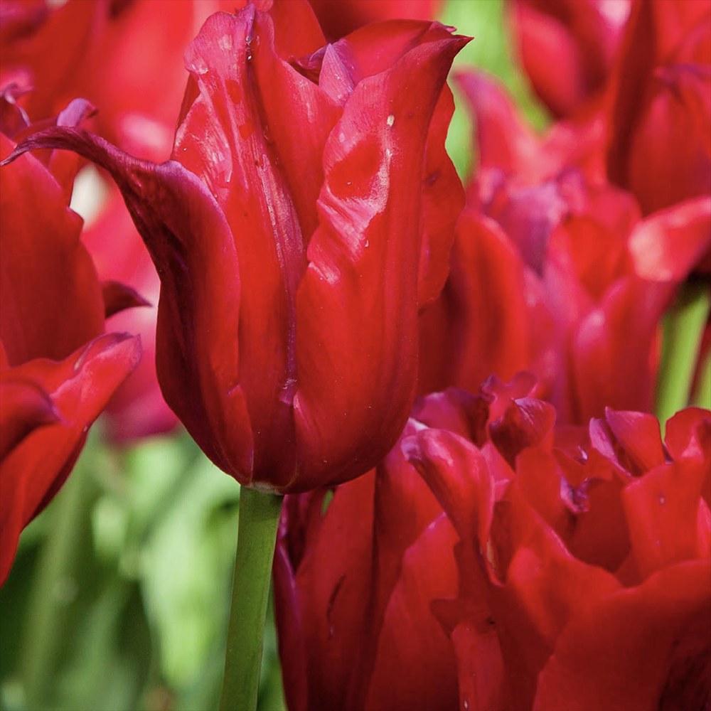 Bulbi Lalele Fiery Club, set de 7 buc cu flori rosii, inflorire aprilie, rezistent la frig