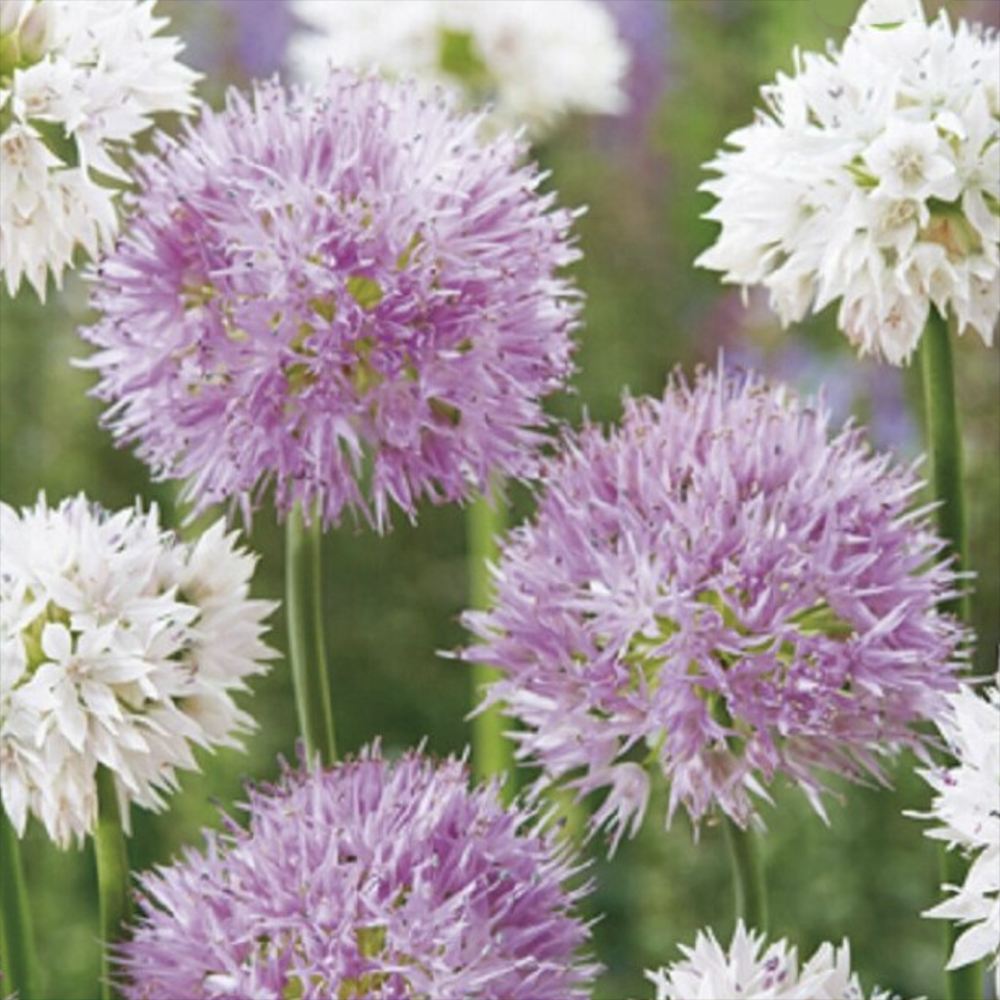 Bulbi Ceapa Ornamentala (Allium) Bee Love, mix de flori globulare mari mov si albe, atrag albinele, usor de cultivat