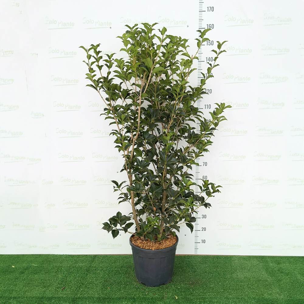Ilex Fals Japonez Osmanthus Aquifolium, arbust vesnic verde cu flori albe foarte parfumate, cu frunzis dens si lucios, rezistent, ideal pentru garduri vii sau ca planta solitara