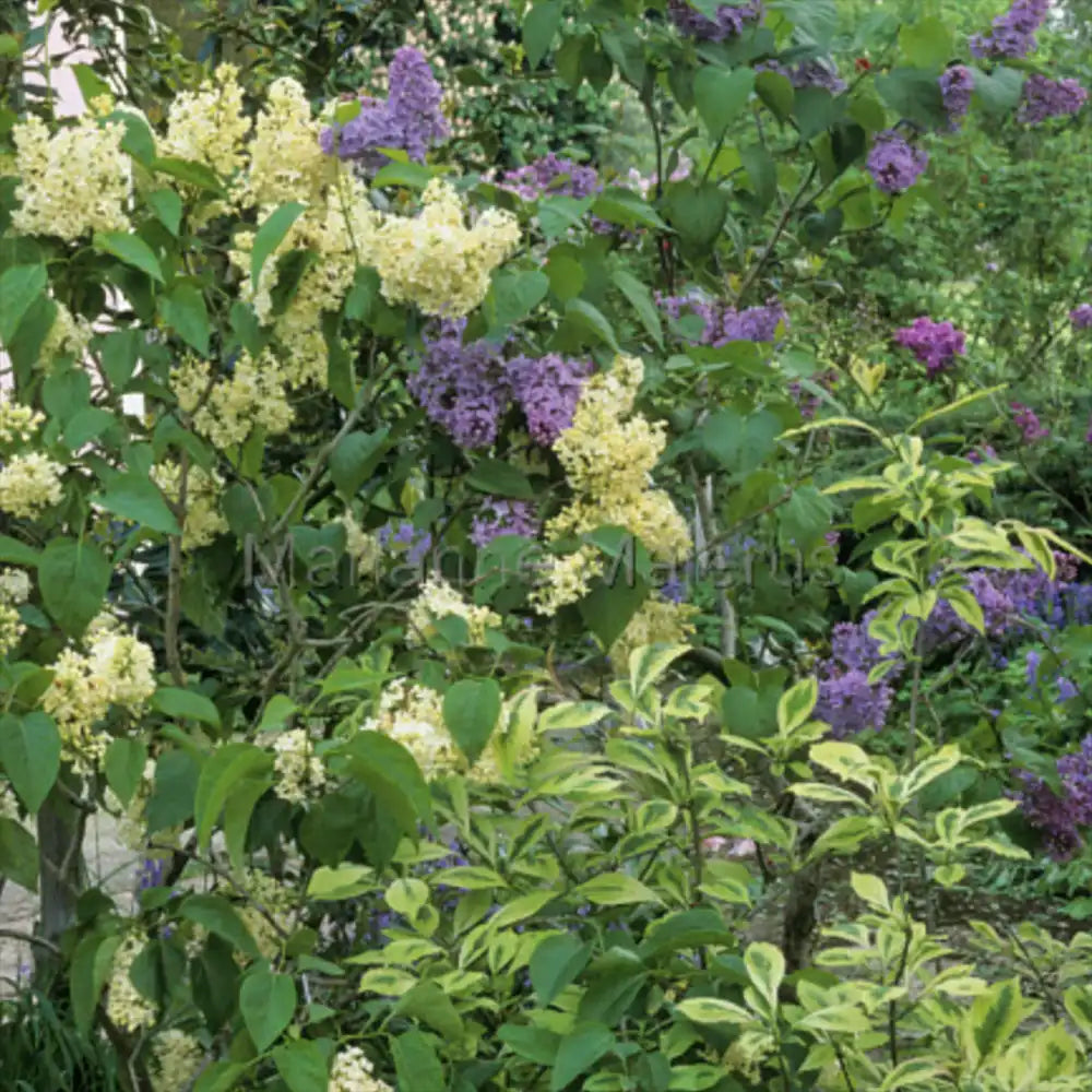 Liliac Primrose (Syringa), arbust decorativ cu flori galben-crem parfumate, varietate rara, compact, iubitor de soare