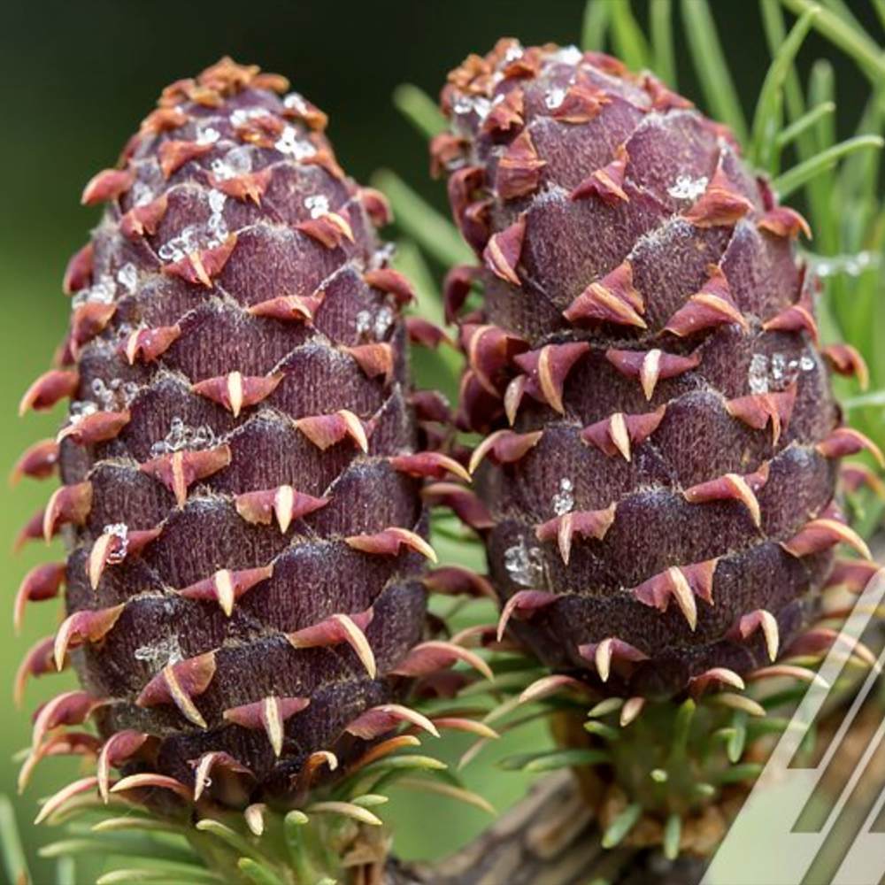Larice/Zada (Larix decidua), conifer autohton, rezistent, crestere rapida, frunzis auriu toamna