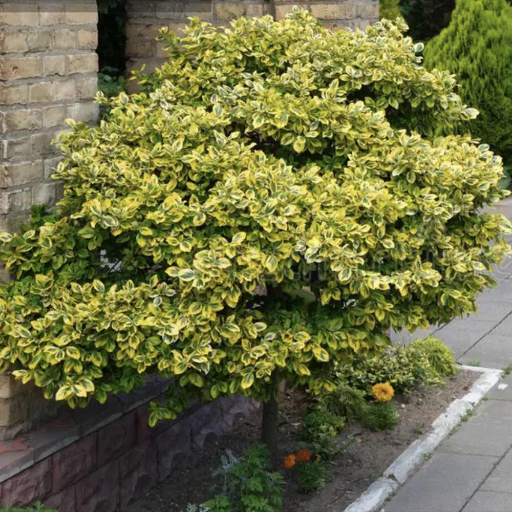 Salba Japoneza Euonimus Elegantissimus Aureus, arbust decorativ frunze galben-verzui vesnic verde