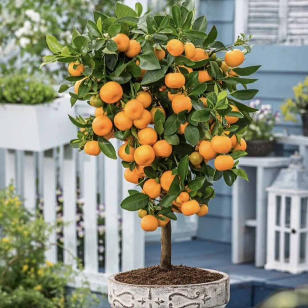 Mandarin pitic Calamondin, cu fructe acrisoare-intens, cu usoare note dulci, livrat cu fructe coapte, 100 cm