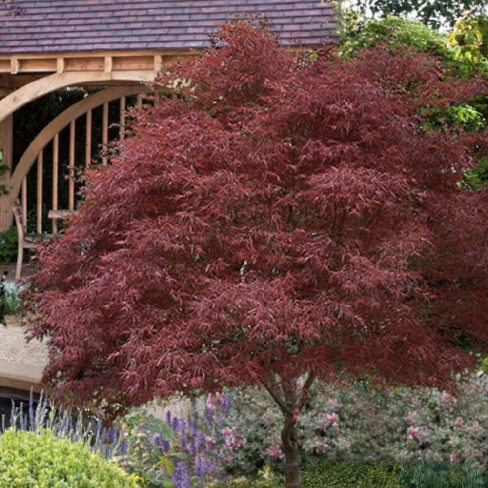 Artar Japonez Rosu Pitic Red Pygmy, frunzis fin, decor spectaculos toamna