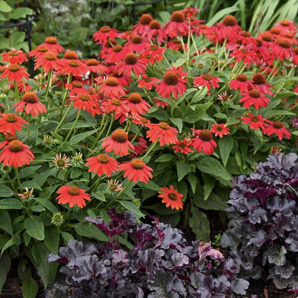 Echinacea Sombrero Red Salse, floare perena rosu intens, de gradina sau ghiveci