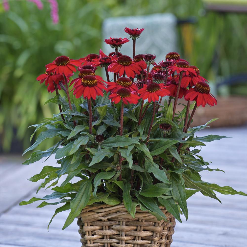 Echinacea Sombrero Red Salse, floare perena rosu intens, de gradina sau ghiveci