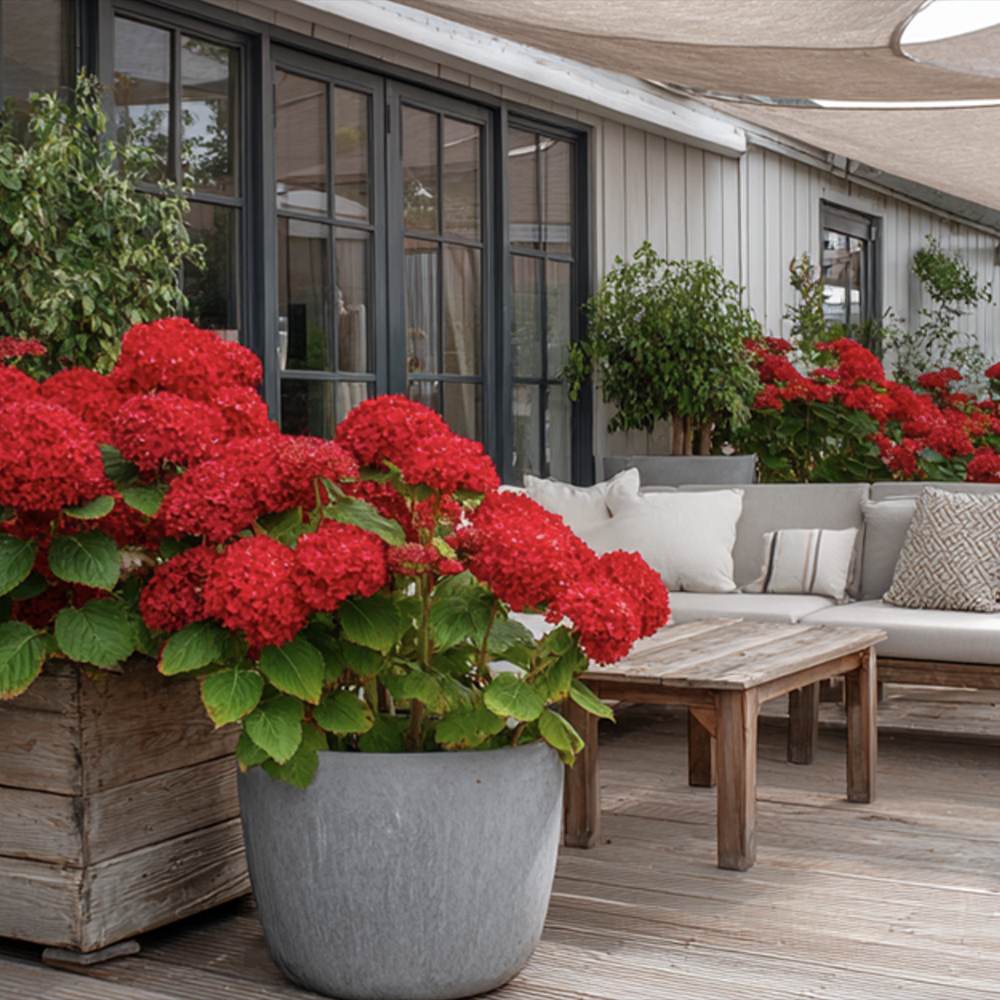 Hortensie de gradina, arbust decorativ cu flori mari rosii