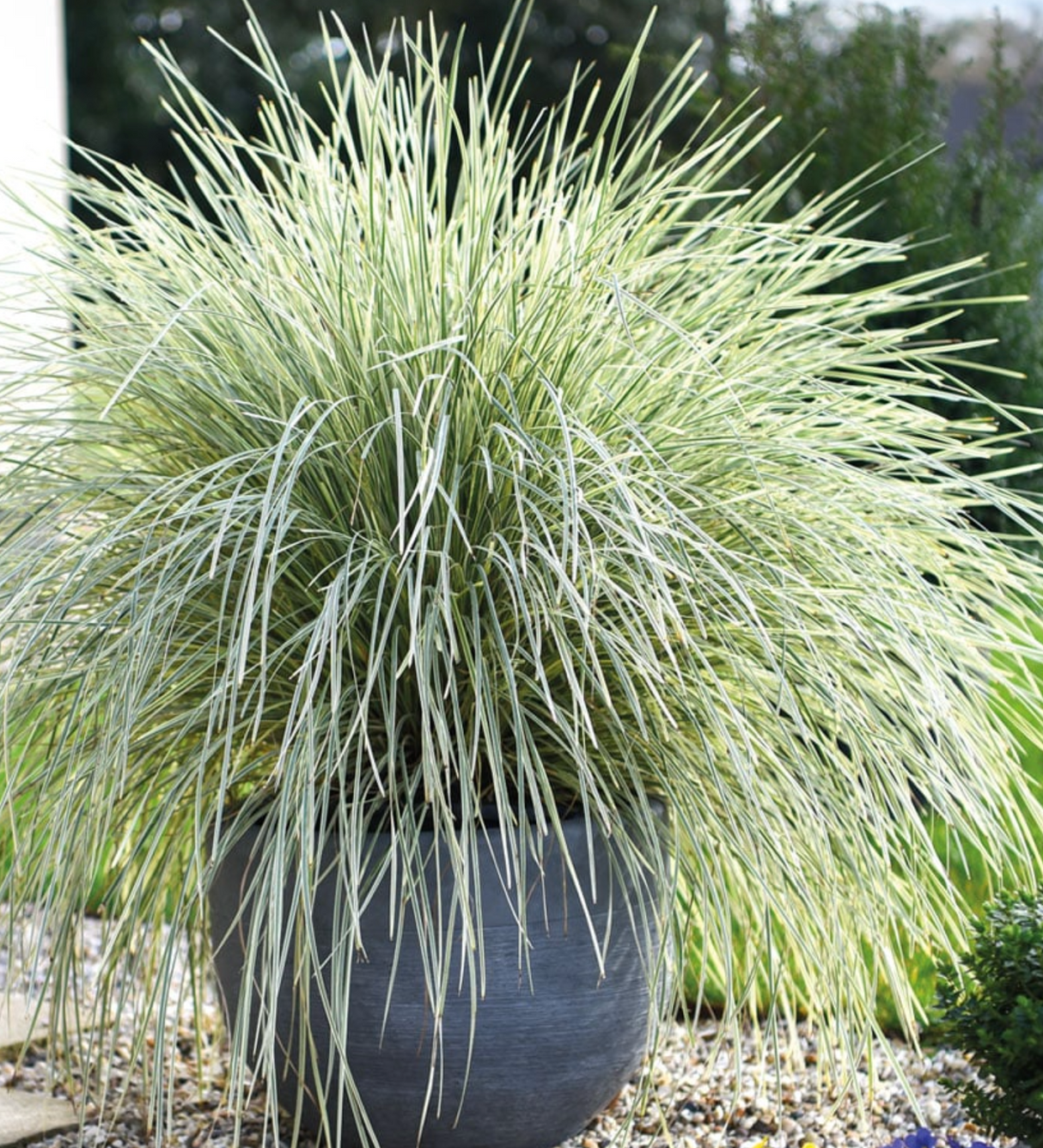 Iarba Ornamentala Rogoz White Sands, iarba decorativa perena, bicolora alb-argintiu, semi vesnic verde