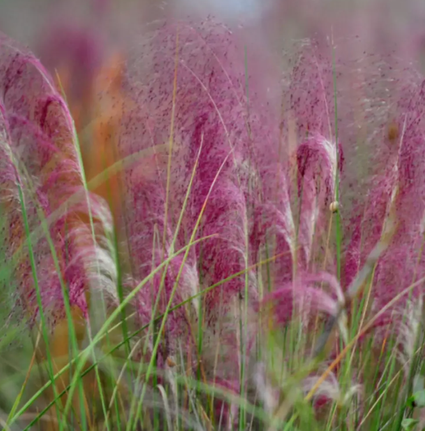 Iarba Decorativa roz-purpuriu Texas (Muhlenbergia Capillaris), iarba cu flori roz spectaculoase, perena, tolereaza seceta