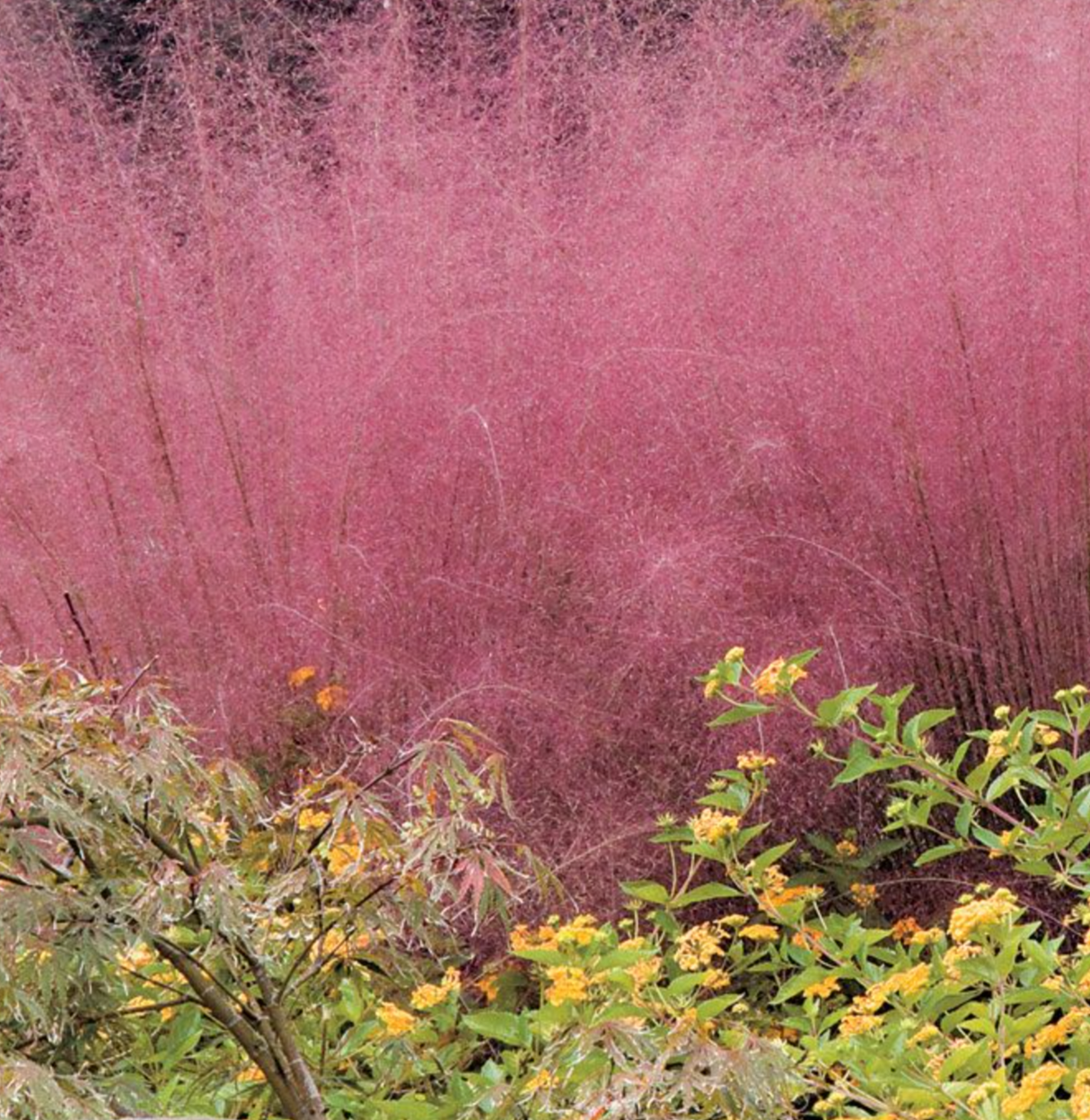 Iarba Decorativa roz-purpuriu Texas (Muhlenbergia Capillaris), iarba cu flori roz spectaculoase, perena, tolereaza seceta