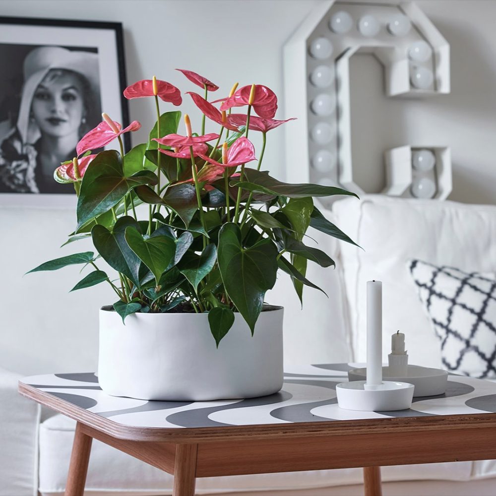 Floarea Flamingo Anthurium Colorado, planta de interior cu flori decorative roz