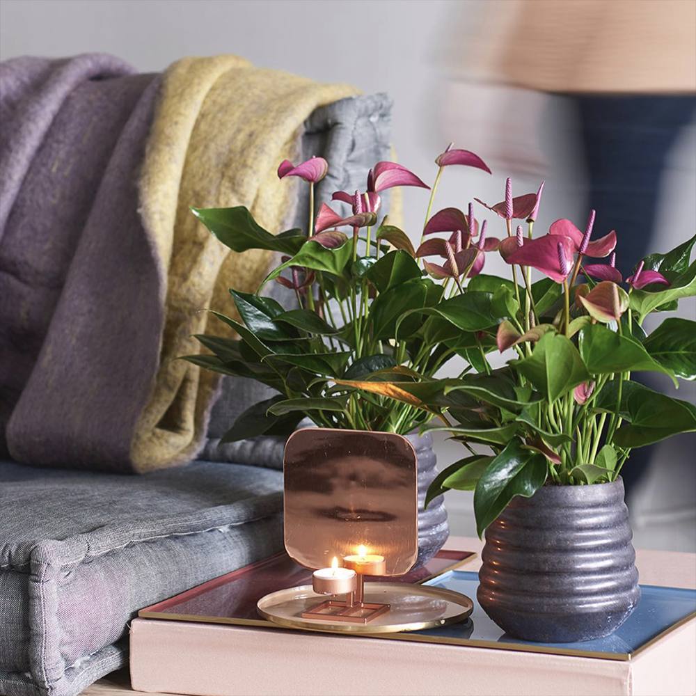 Floarea Flamingo Anthurium Colorado, planta de interior cu flori decorative roz
