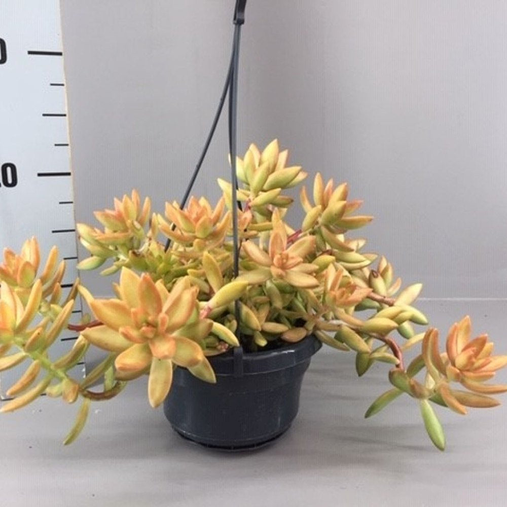 Iarba Grasa, Sedum Nussbaumerianum, suculenta suspendata, frunzis portocaliu, usor de ingrijit