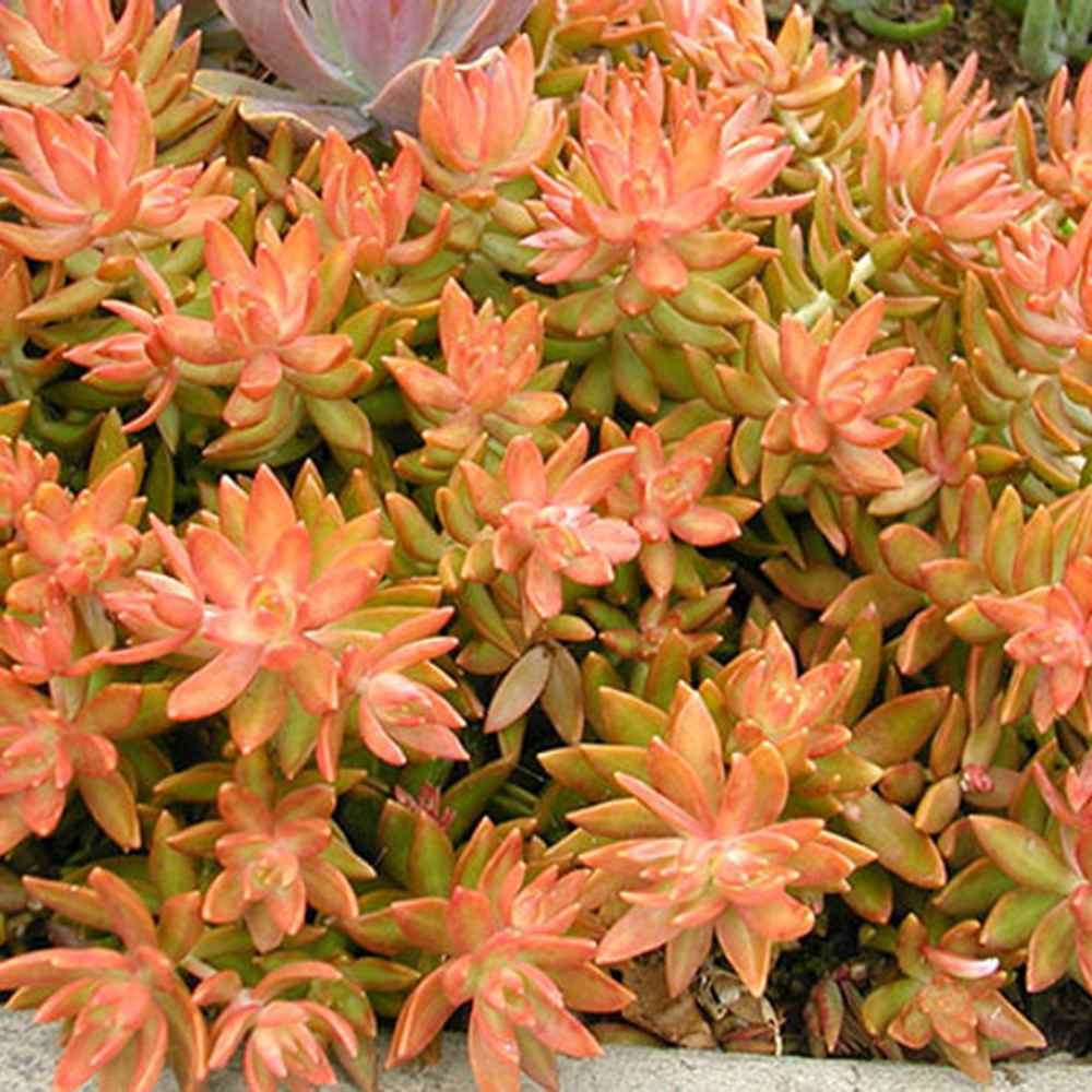 Iarba Grasa, Sedum Nussbaumerianum, suculenta suspendata, frunzis portocaliu, usor de ingrijit