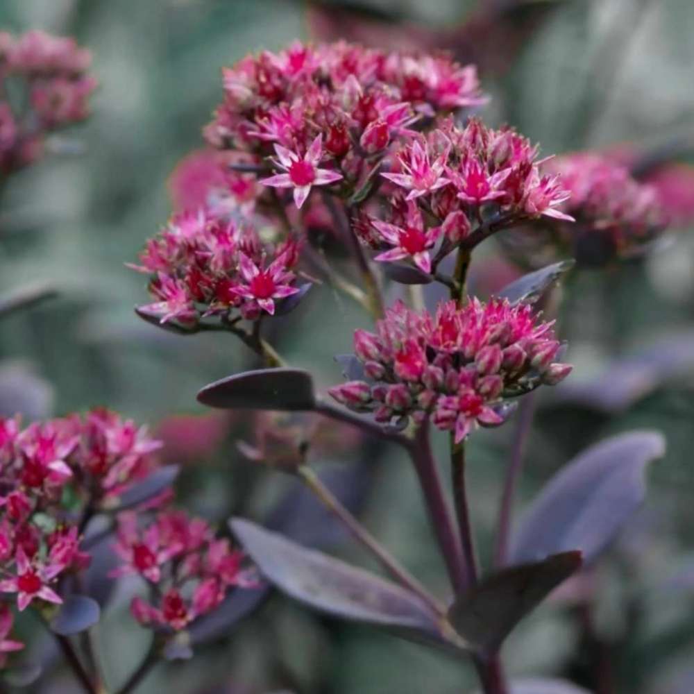 Iarba Grasa (Sedum) Red Sparkle, planta perena cu flori rosii, rezistenta la frig, crestere rapida