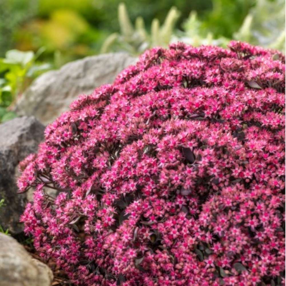 Iarba Grasa (Sedum) Red Sparkle, planta perena cu flori rosii, rezistenta la frig, crestere rapida