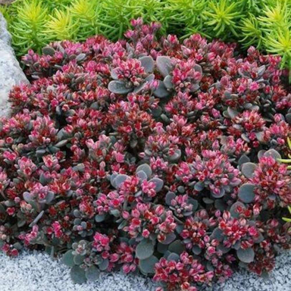 Iarba Grasa (Sedum) Red Sparkle, planta perena cu flori rosii, rezistenta la frig, crestere rapida