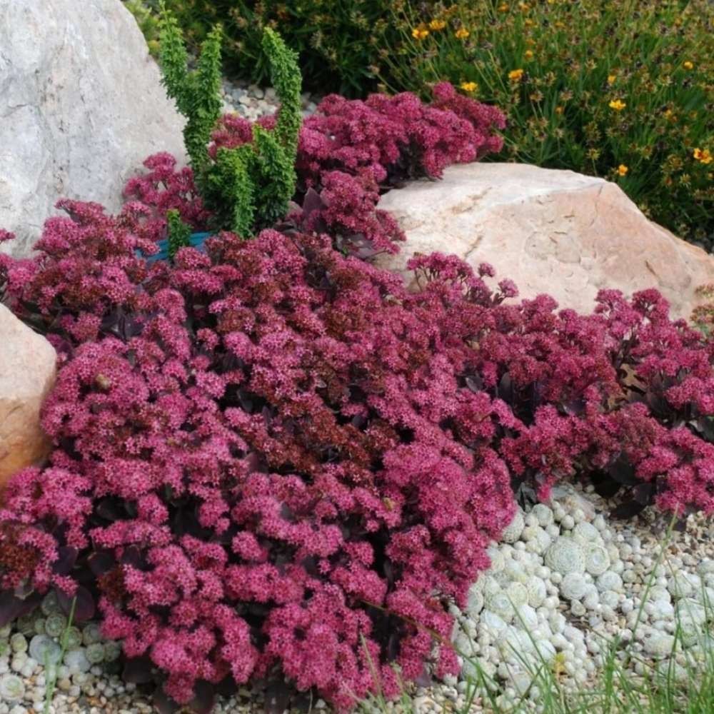 Iarba Grasa (Sedum) Red Sparkle, planta perena cu flori rosii, rezistenta la frig, crestere rapida