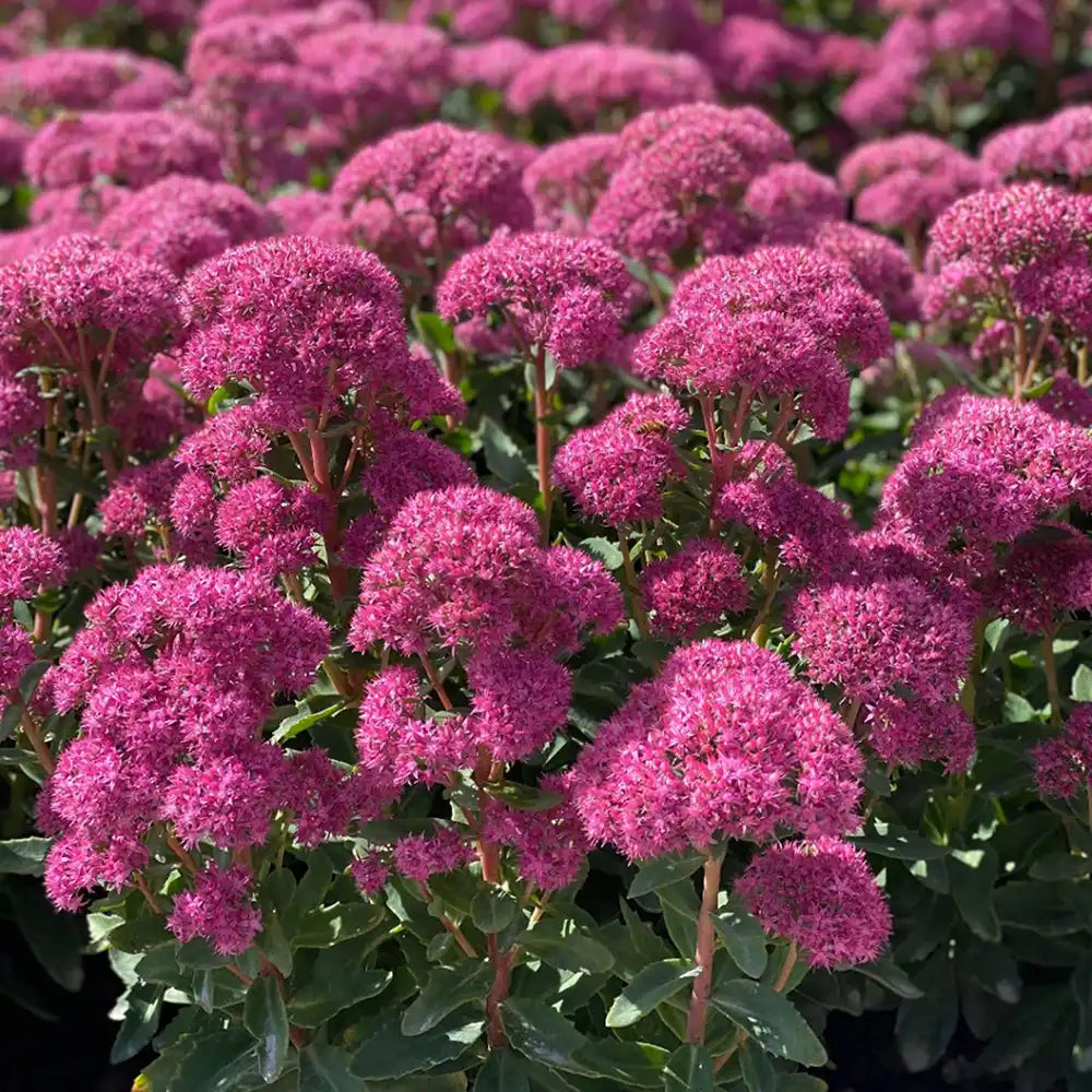 Iarba Grasa Sedum Carl, frunzis verde-albastrui si flori roz intense