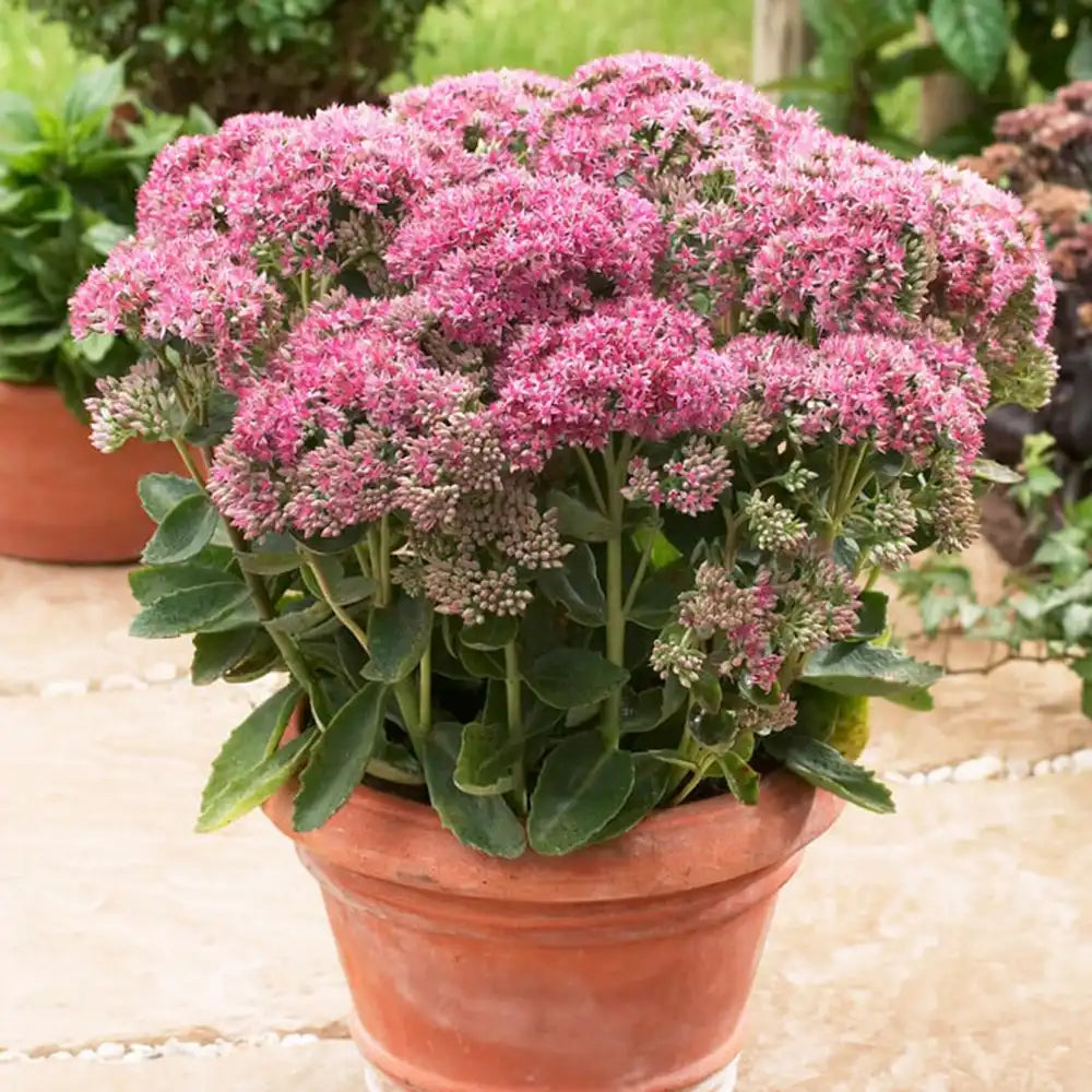 Iarba Grasa Sedum Carl, frunzis verde-albastrui si flori roz intense