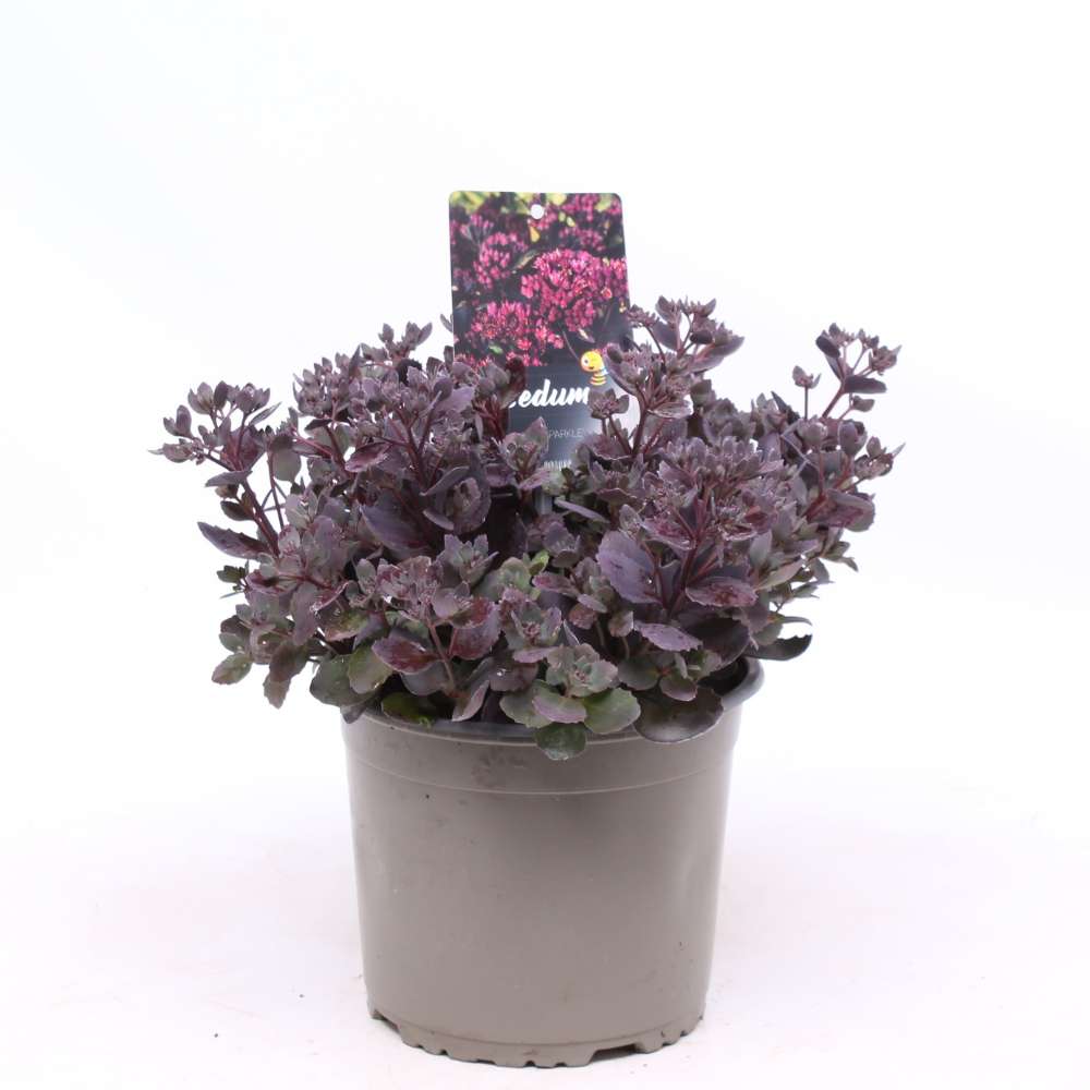 Iarba Grasa (Sedum) Red Sparkle, planta perena cu flori rosii, rezistenta la frig, crestere rapida