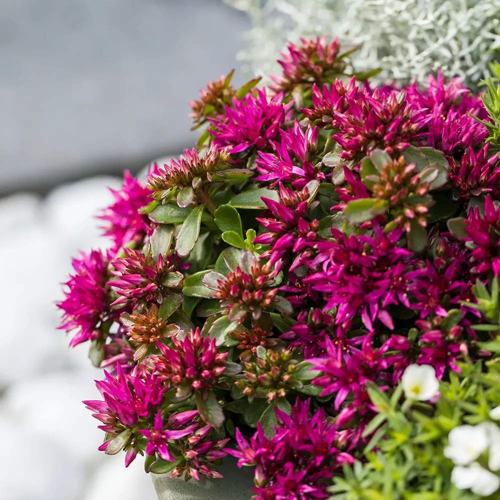 Iarba Grasa (Sedum) Spot On Deep Rose, Inflorescente bogate roz intens, planta perena decorativa, rezistenta la seceta