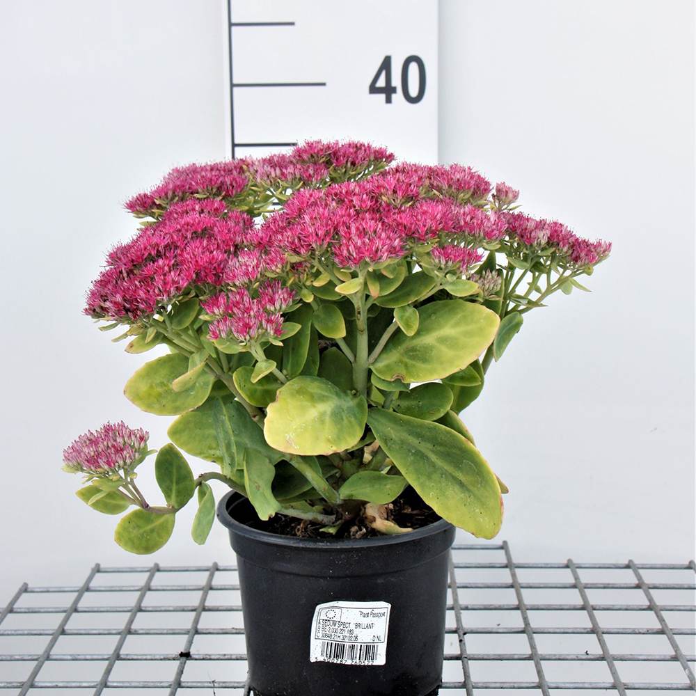 Iarba Grasa (Sedum) Herbstfreude, planta perena suculenta cu flori roz, rezistenta la seceta si frig