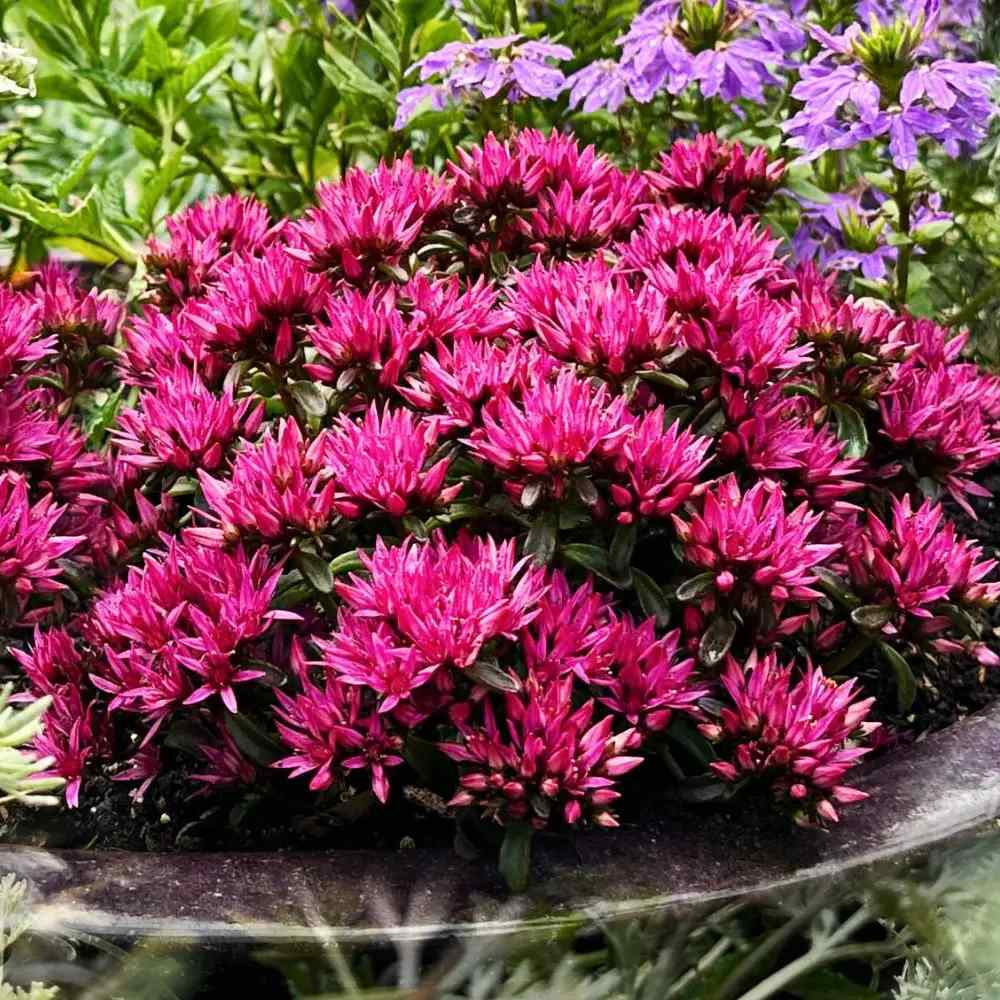 Iarba Grasa (Sedum) Spot On Deep Rose, Inflorescente bogate roz intens, planta perena decorativa, rezistenta la seceta