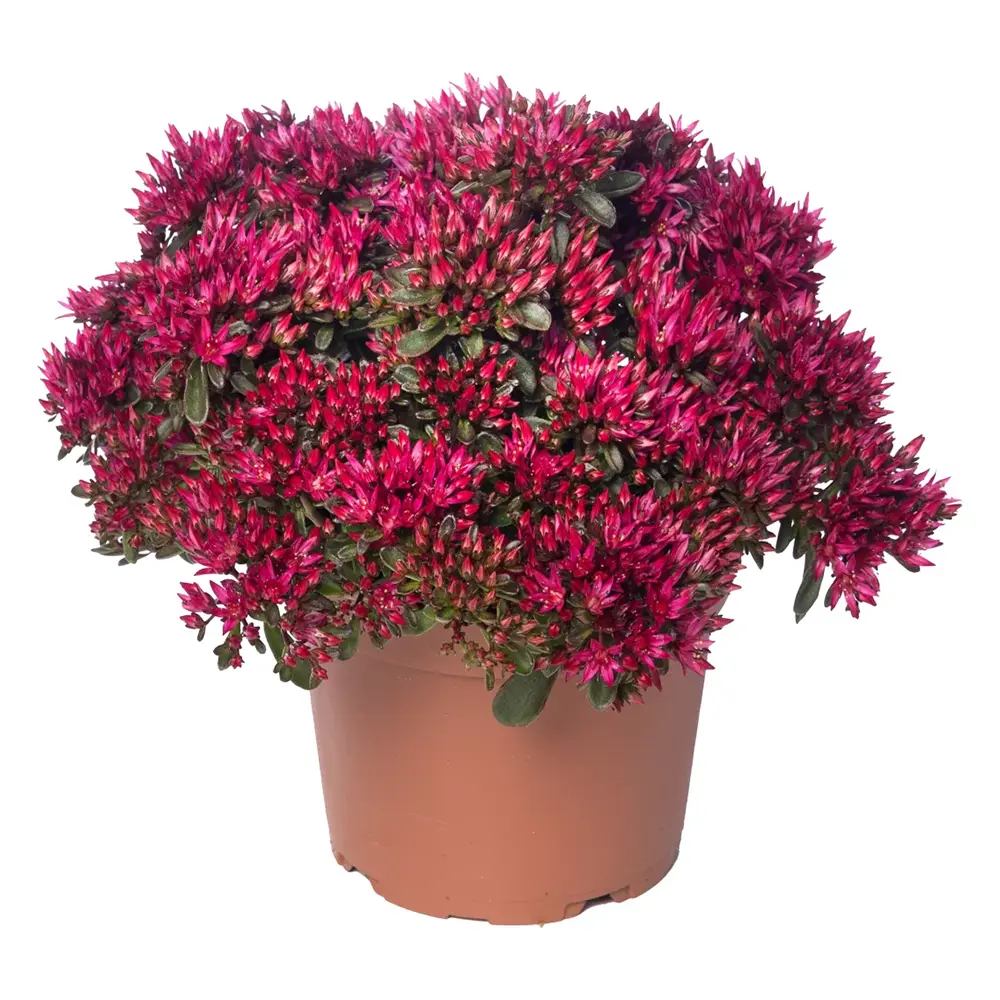 Iarba Grasa (Sedum) Spot On Deep Rose, Inflorescente bogate roz intens, planta perena decorativa, rezistenta la seceta