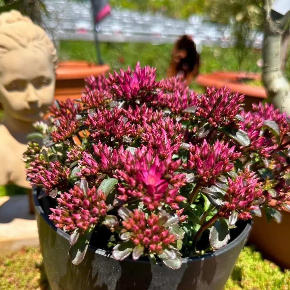 Iarba Grasa (Sedum) Spot On Deep Rose, Inflorescente bogate roz intens, planta perena decorativa, rezistenta la seceta