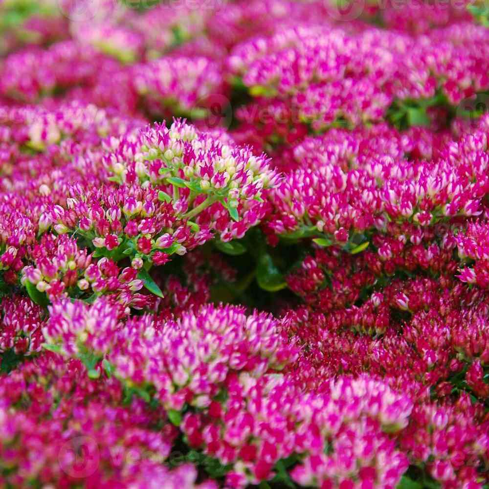 Iarba Grasa (Sedum) Spot On Deep Rose, Inflorescente bogate roz intens, planta perena decorativa, rezistenta la seceta