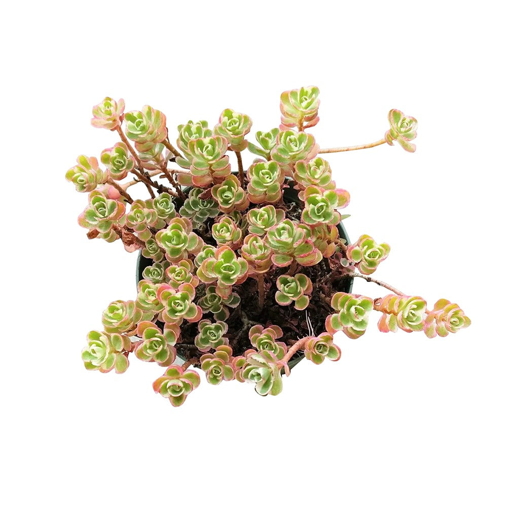 Iarba Grasa (Sedum) Tricolor