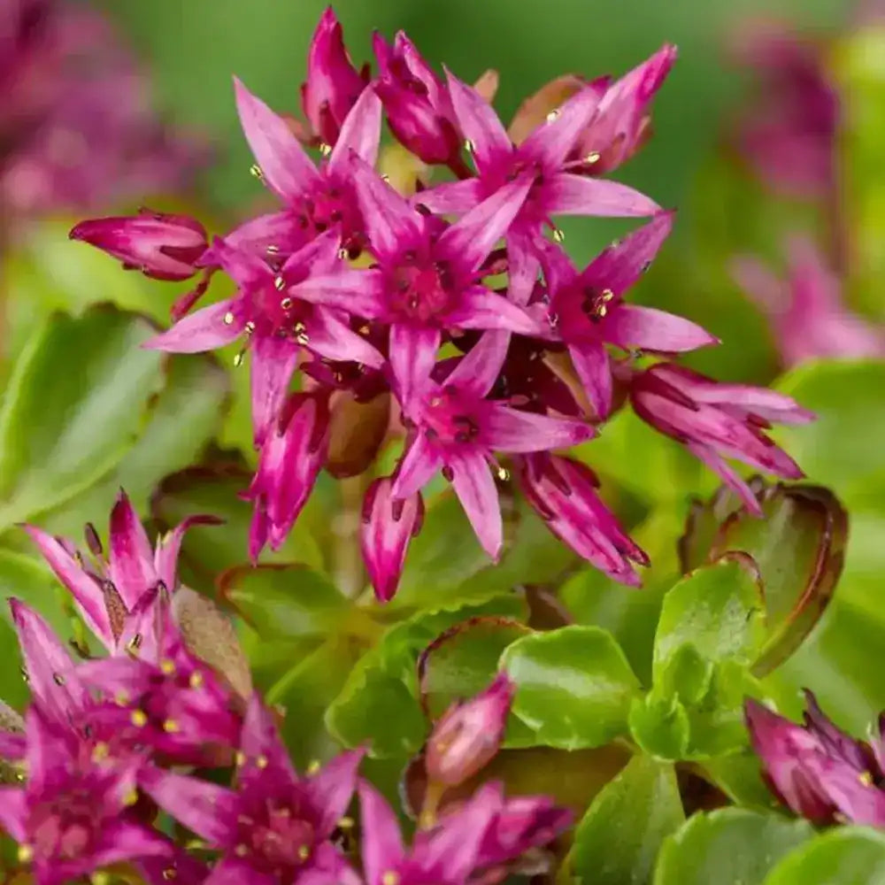 Iarba Grasa Sedum spurium Schorbuser Blut, frunzis verde si flori roz, compact, decorativ tot timpul anului