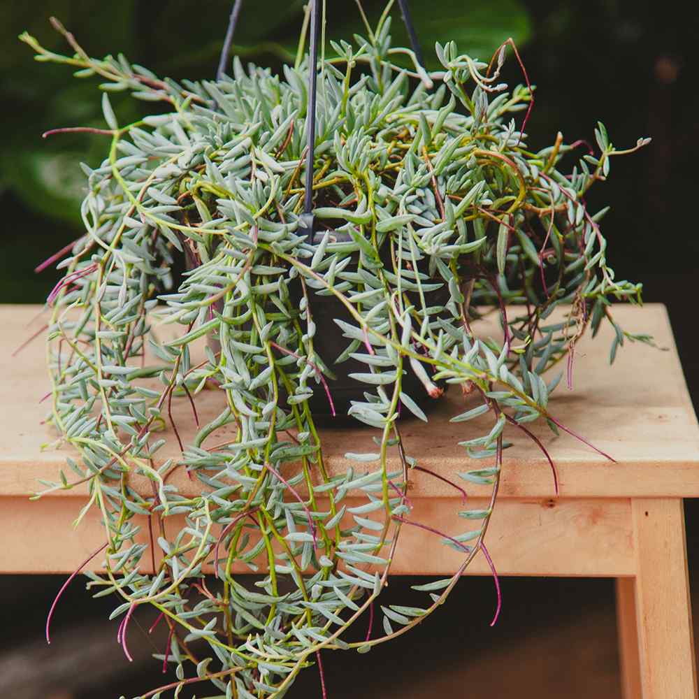 Senecio Halianus, 35 cm, planta suculenta suspendata, frunzis argintiu, usor de ingrijit
