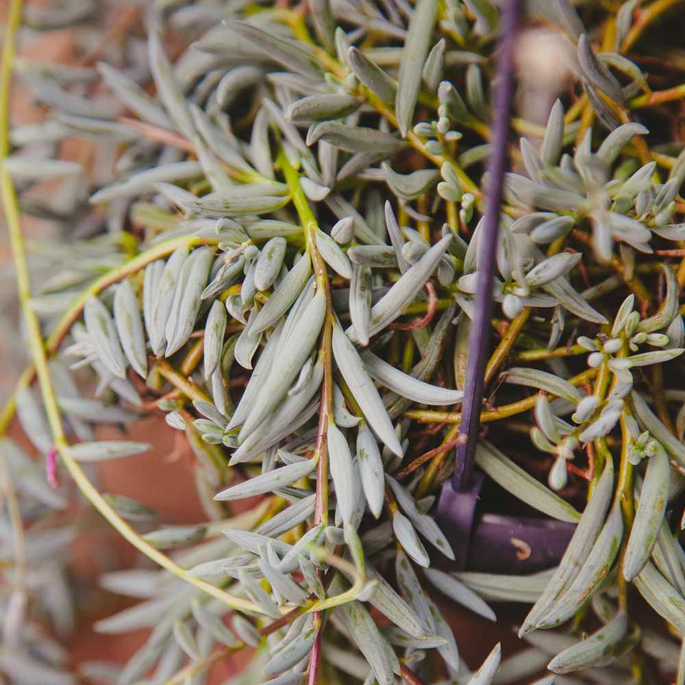 Senecio Halianus, 35 cm, planta suculenta suspendata, frunzis argintiu, usor de ingrijit