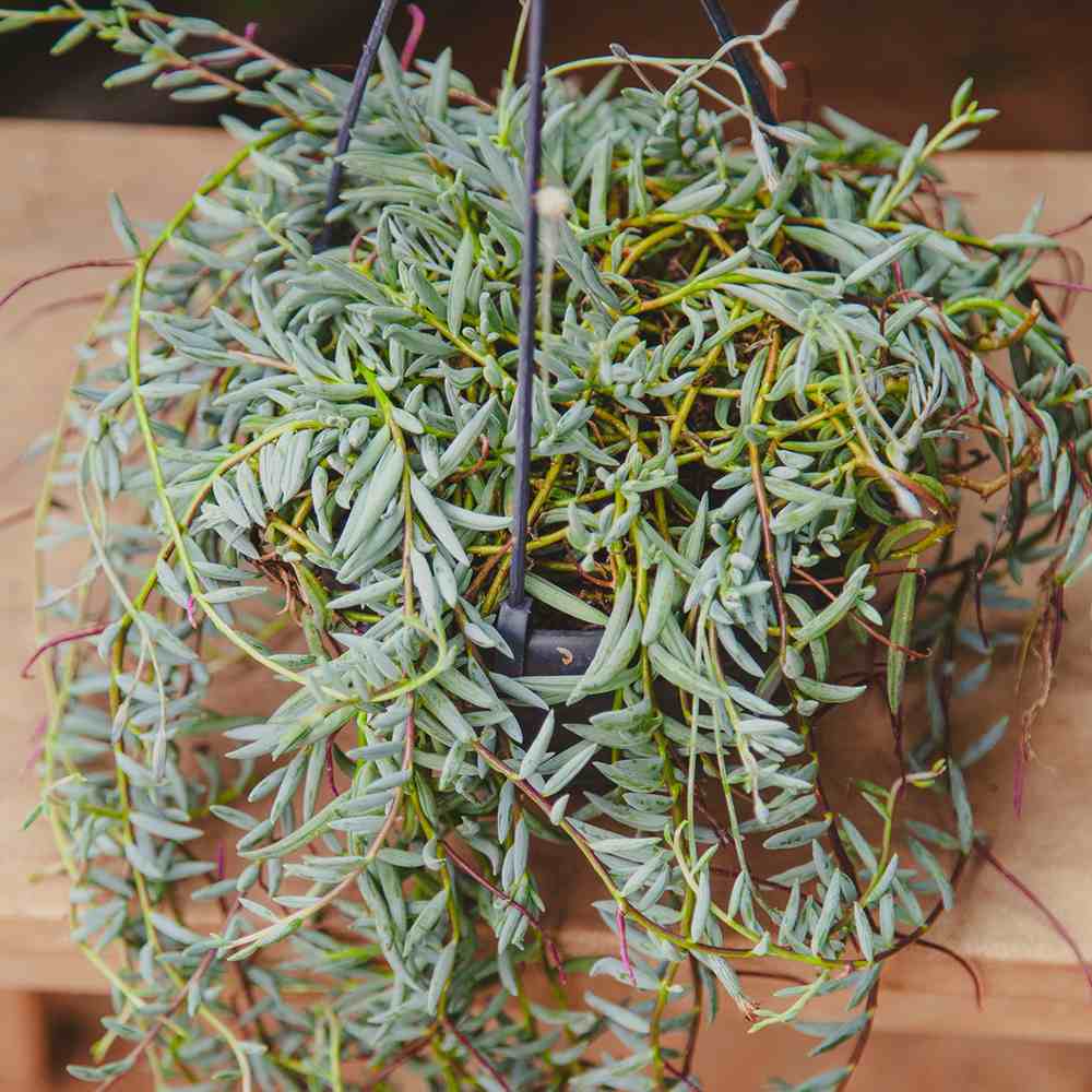 Senecio Halianus, 35 cm, planta suculenta suspendata, frunzis argintiu, usor de ingrijit