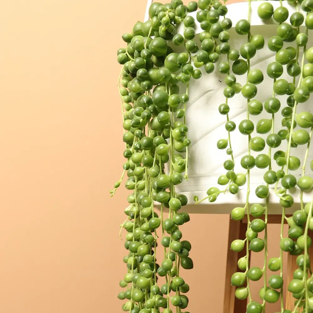 Sirag de perle Senecio Rowleyanus, planta suculenta curgatoare, planta interior suspendata decorativa- 25 cm