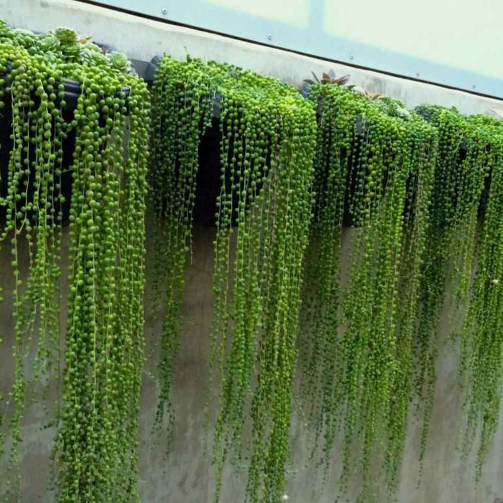 Sirag de perle Senecio Rowleyanus, planta suculenta curgatoare, planta interior suspendata decorativa - 20 cm