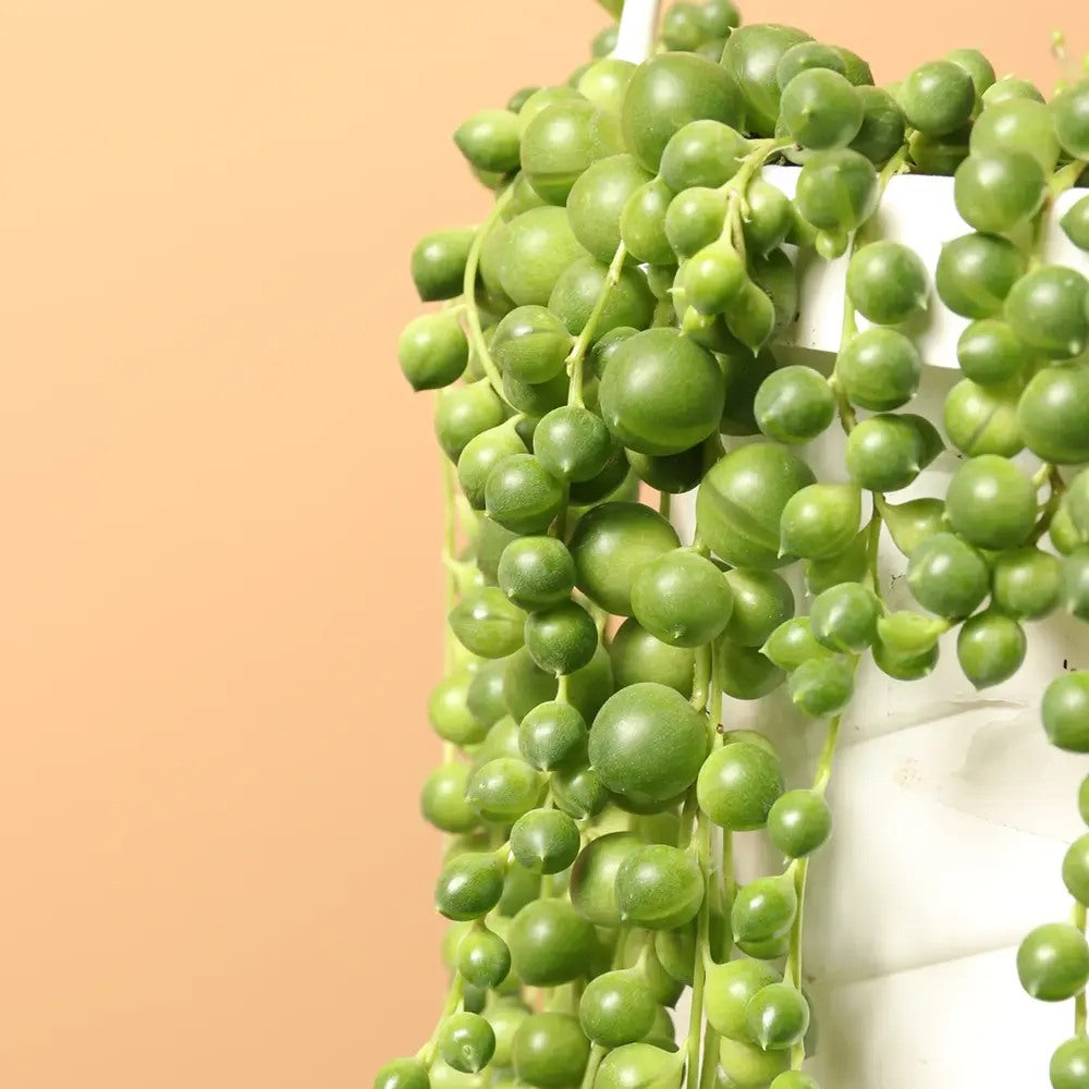 Sirag de perle Senecio Rowleyanus, planta suculenta curgatoare, planta interior suspendata decorativa- 25 cm